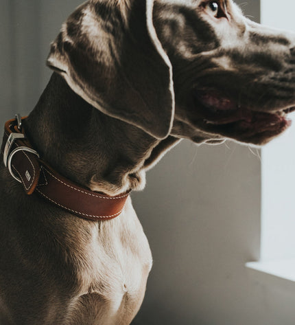 Hunter Aalborg Special Cognac dog collar made of durable leather, featuring stylish design and adjustable fit for pets.