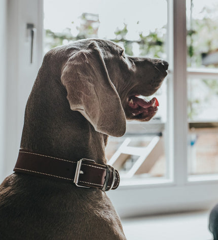 Hunter Aalborg Special Cognac dog collar made of durable leather with brass hardware, designed for comfortable and stylish pet wear.