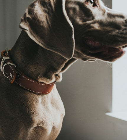 Hunter Aalborg special cognac dog collar in size 36-44 cm, made of durable leather with stylish design.