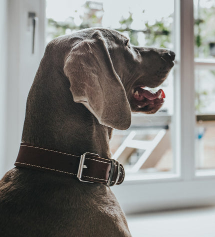 Hunter Aalborg Special Cognac dog collar with adjustable strap, shown in close-up on a light background.