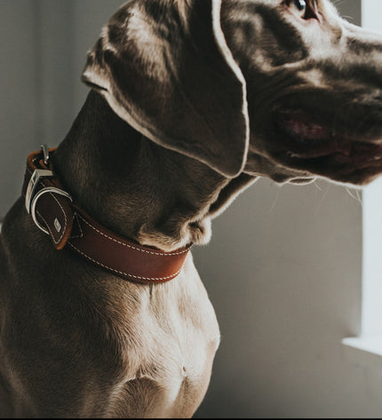 Hunter Aalborg Special Cognac dog collar for medium-sized dogs, 40-48 cm, made of durable leather with stylish design.
