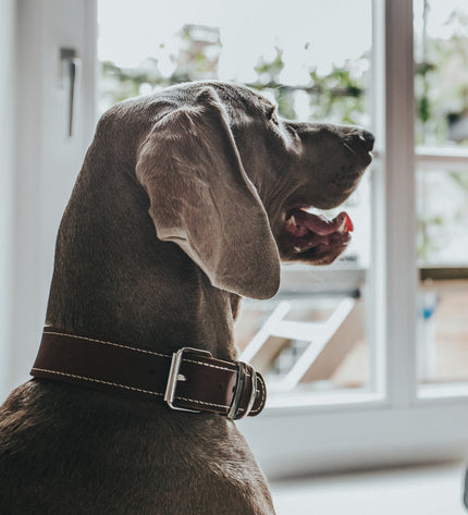 Hunter Aalborg Special Cognac dog collar in leather, 40-48 cm, featuring detailed craftsmanship and a classic design for dogs.