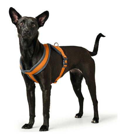 Hunter London Comfort dog harness in orange, XS/S size, adjustable with padded straps for small dogs.