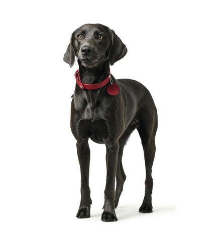 Red Hunter Aalborg dog collar for small breeds, 32-38 cm, made of durable material, designed for comfortable pet wear.