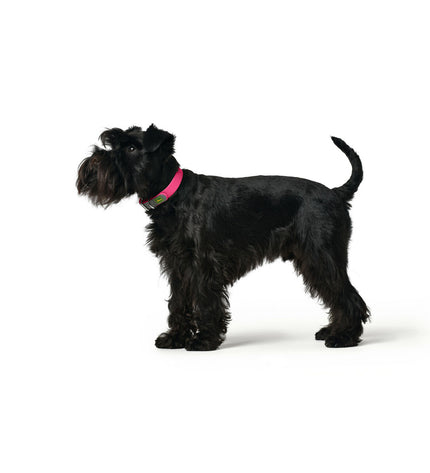 Hunter Convenience dog collar in fuchsia, adjustable for medium-sized dogs, featuring a secure buckle and stylish design.