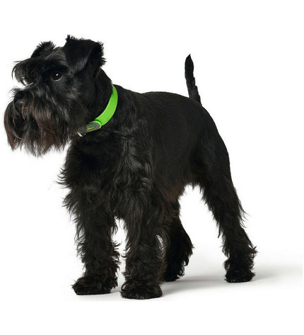 Hunter Convenience green dog collar for small/medium dogs, adjustable size 33-41 cm, with secure buckle and durable material.
