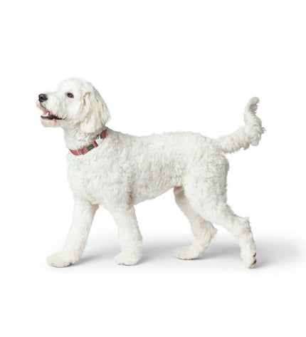 Hunter red dog collar for medium to large dogs, adjustable 40-55 cm, made of durable material for comfortable wear.