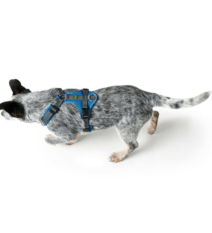 Hunter Maldon Up blue dog harness for medium to large dogs, adjustable, with padded straps and sturdy buckle.