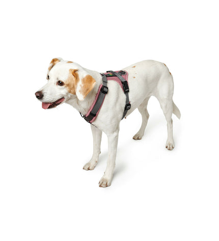 Hunter Maldon Up pink dog harness for small to medium dogs, adjustable from 38 to 62 cm, featuring breathable material and secure buckle.