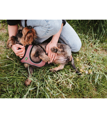Pink Hunter Comfort dog harness for small dogs, XS/S size, adjustable 37-42 cm, shown on a dog with a pink leash attachment.