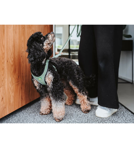Hunter Comfort Groen dog harness in size M for medium dogs, adjustable with 55-60 cm neck strap, made of durable material.