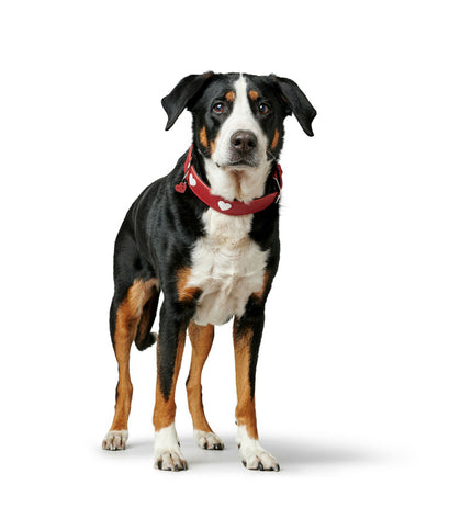 Hunter Love red dog collar for small to medium dogs, adjustable 38-44 cm, made of durable material.