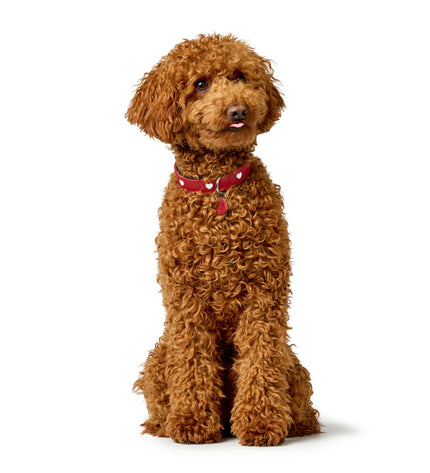 Hunter Love red dog collar for medium-sized dogs, 41-49 cm, made of durable materials, with a stylish design.