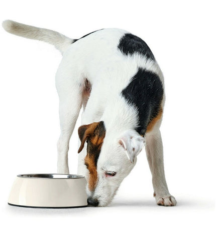 Hunter melamine stainless steel dog feeding bowl in white, 350 ml capacity, with a 18.5x18.5x9.5 cm size and durable design.