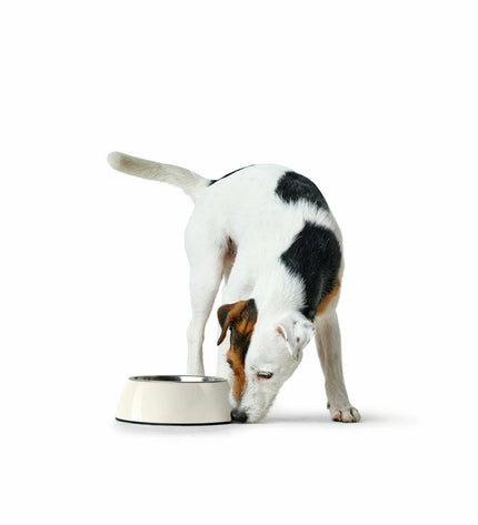 Hunter black 1.4L melamine dog feeding bowl, durable and stylish for dogs, designed for easy feeding and cleanup.