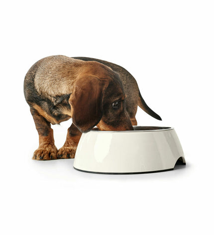 Hunter Zwart dog food bowl in black, 1.4L melamine dog feeding dish with a modern design for pets.