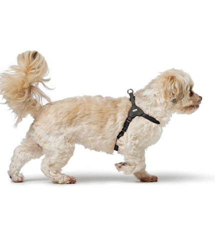 Black Hunter SOHO MINI dog harness in XS/S size, lightweight and adjustable for small breeds, with secure buckle and soft material.