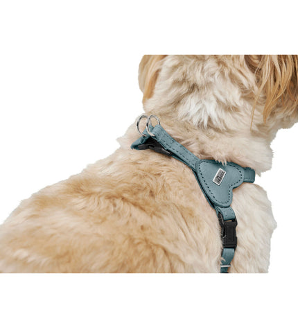Blue Hunter Soho Mini dog harness with adjustable straps and sturdy buckles, designed for small dogs.