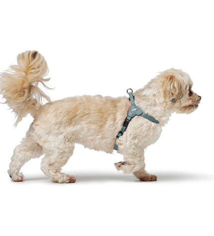 Blue Hunter SOHO MINI dog harness for small dogs XS/S, featuring adjustable straps and soft padding for comfort.