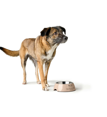 Hunter Luton 160 ml dog bowl with a durable plastic design, perfect for feeding or watering dogs.