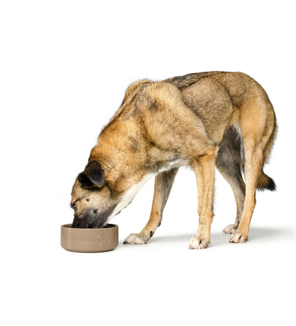 Hunter OSBY beige ceramic dog food bowl with 350 ml capacity, designed for feeding dogs, shown in the image.