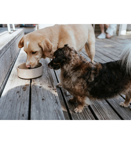 Hunter OSBY beige ceramic dog bowl for feeding, 1.1 liters capacity, designed for convenient pet feeding and durable use.