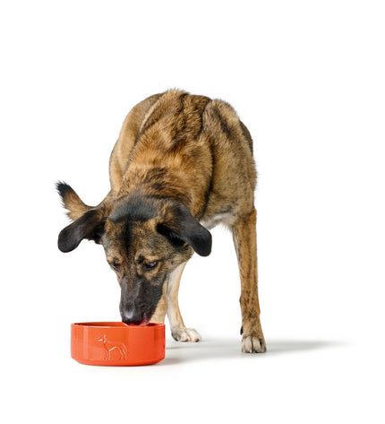 Hunter OSBY orange ceramic dog feeder bowl, 2.5L capacity, featuring a bright orange finish and durable ceramic material.