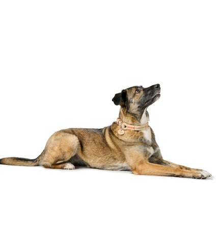 Hunter Malia beige dog collar for medium dogs, 40-49 cm, shown in close-up with adjustable strap and metal buckle.