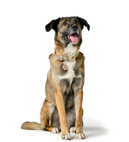 Hunter MALIA Groen dog collar for medium/large dogs, 45-54 cm, shown on a green collar with adjustable buckle and metal D-ring.