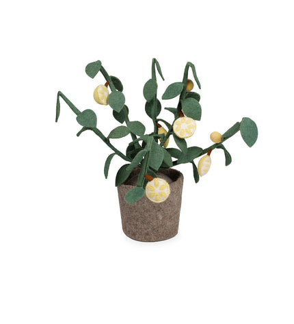 Kidsdepot Citrus plant -