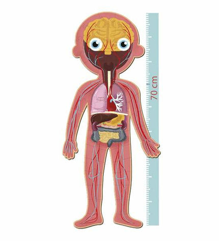 Apli Puzzel 19438 human body puzzle with 240 pieces, showing colorful human anatomy puzzle pieces on a white background.