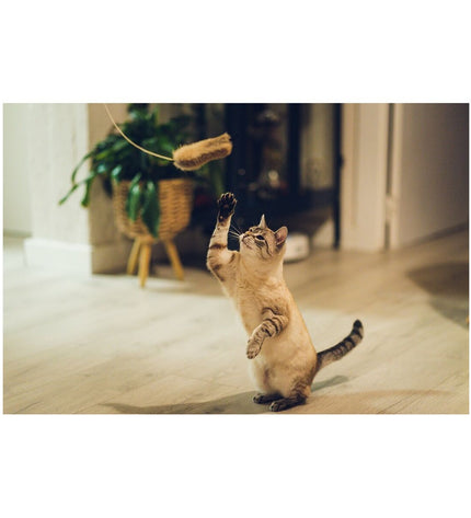 Gloria Kattenwand Gloria Shigeru Hout with mouse toy, a wooden cat wall perch and play area for cats.