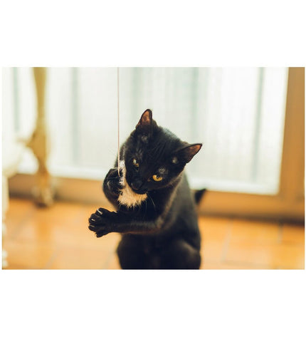 Gloria Kattenwand Gloria Gaudí hout met 6 cm pompon voor katten, geschikt voor katten speelgoed en krabben.
