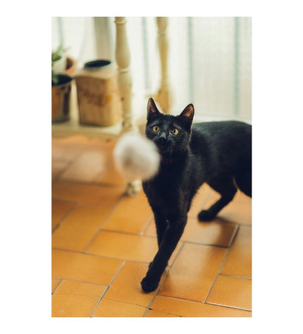 Gloria Kattenwand Gloria Gaudí Hout Pompon, 6 cm, with wooden surface and hanging pompon toy for cats.