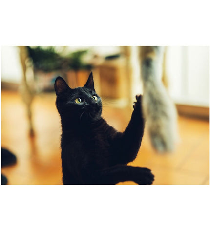 Gloria Kattenwand Gloria Niemeyeer hout met regenworm knuffel voor katten, geschikt voor katten om te spelen en te krabben