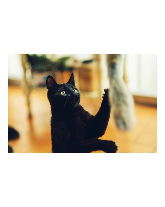 Gloria Kattenwand Gloria Niemeyeer hout met regenworm knuffel voor katten, geschikt voor katten om te spelen en te krabben