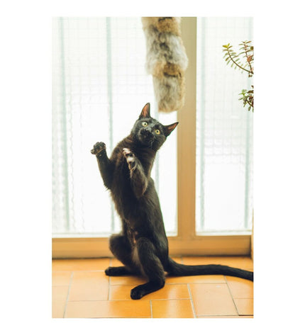 Gloria Gehry Kussen kattenspeeltje, 40x11 cm, soft fabric with a modern design, ideal for entertaining and comforting cats.