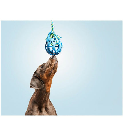 Colorful Gloria dog chew toy in rooster shape, 7 cm, made of durable material, designed for dogs to chew and play.