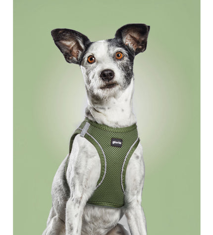 Green Gloria dog harness for small to medium dogs, adjustable 24.5-26 cm neck and 18-20 cm chest, lightweight and comfortable.