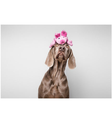 Pink Gloria Dogmonsters dog plush toy in the shape of a pig, made of 100% polyester, measuring 34 x 9 cm for dogs.