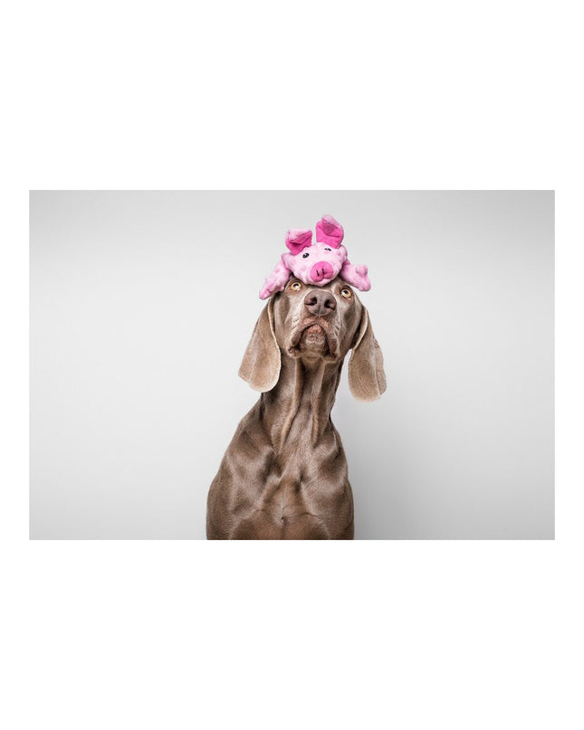 Pink Gloria Dogmonsters dog plush toy in the shape of a pig, made of 100% polyester, measuring 34 x 9 cm for dogs.