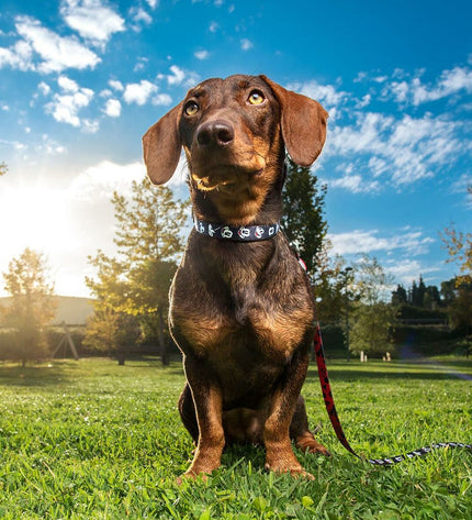 Black Mickey Mouse dog collar with Mickey Mouse branding, adjustable strap, and durable material for pets.