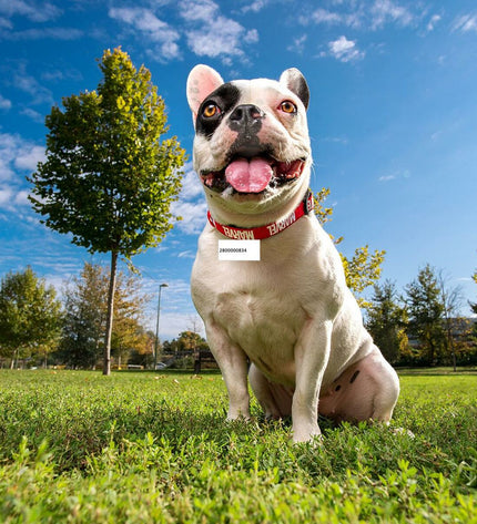 Red Marvel dog collar with Marvel logo, adjustable nylon strap, and metal buckle for comfortable pet wear.