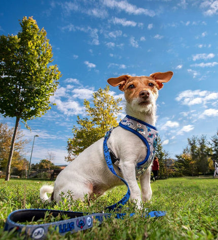 Dark blue Stitch dog harness in XS/S size, lightweight and comfortable for small dogs, made of durable fabric.