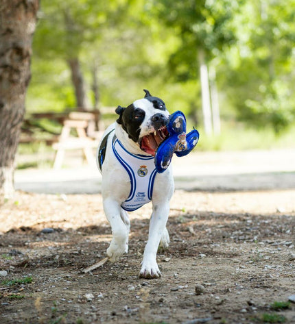 Real Madrid C.F. blue frisbee for dogs, 23cm diameter, durable outdoor pet toy with team logo and vibrant colors.