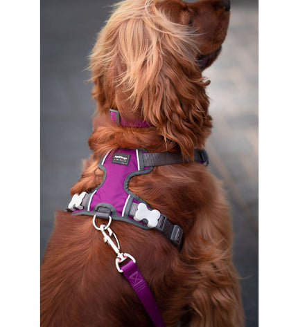 Red Dingo purple dog harness for small dogs, adjustable 25-36 cm and 31-43 cm, made for comfort and style.