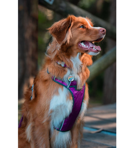 Red Dingo purple dog harness for small dogs, adjustable 30-47 cm and 37-52 cm, made for comfortable fit and secure control.