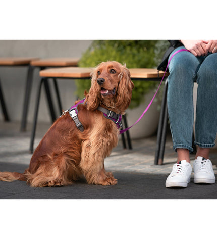Red Dingo purple dog harness for medium-sized dogs, adjustable 38-58 cm to 46-63 cm, with a comfortable fit.