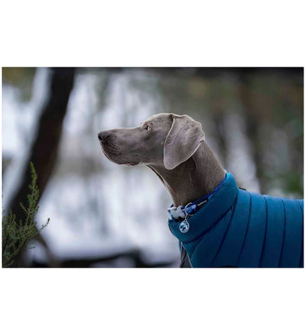Red Dingo red puffer dog jacket in turquoise, 50 cm, lightweight dog coat with quilted design and adjustable straps.