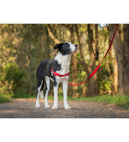 Red Dingo red dog harness in size L for dogs 70-98 cm, shown in a close-up of the adjustable strap and sturdy buckle.